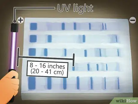 Image titled Read Gel Electrophoresis Bands Step 1