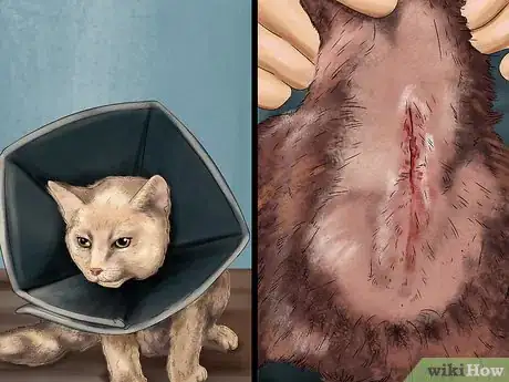 Image titled Help a Cat Recover from Anesthesia Step 10