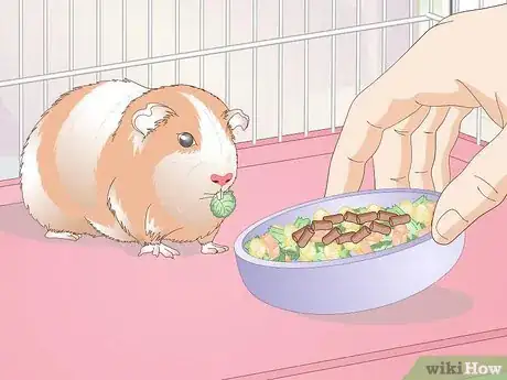 Image titled Make Guinea Pig Food Step 7