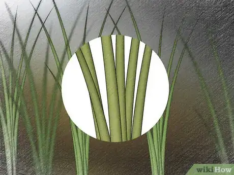 Image titled Plant Shallots Step 13