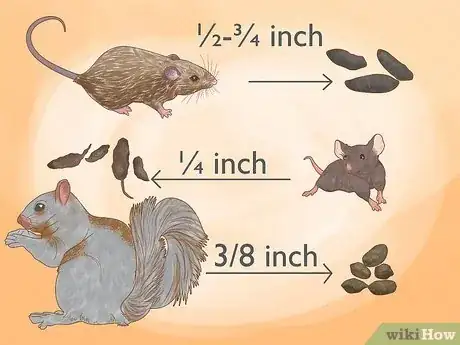 Image titled Catch a Rodent in Your House Step 1