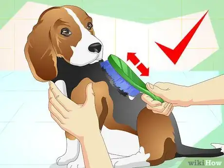 Image titled Care for Beagles Step 13