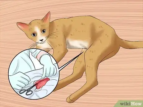 Image titled Care for a Cat with Feline Leukemia Step 12