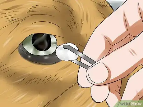 Image titled Treat Canine Corneal Ulcers Step 7