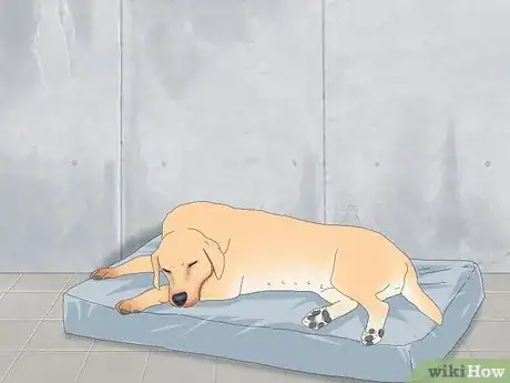 Image titled Unstick a Dog After Mating Step 5