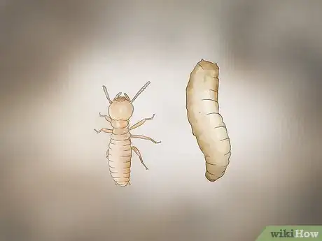 Image titled Identify Termite Larvae Step 12