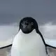 Penguino