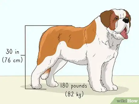 Image titled Identify a Saint Bernard Step 1