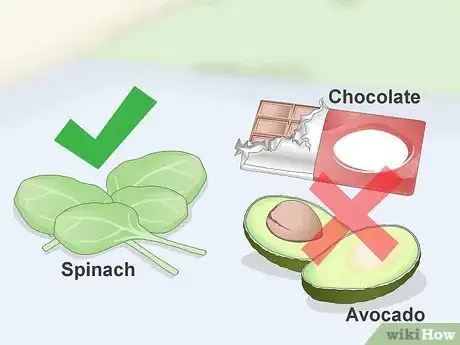 Image titled Treat Diarrhea in Button Quail Step 6