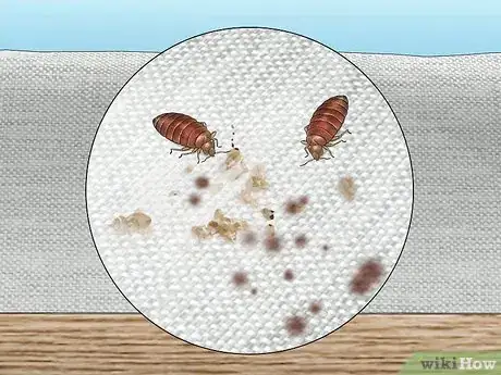 Image titled Identify Bed Bug Droppings Step 10