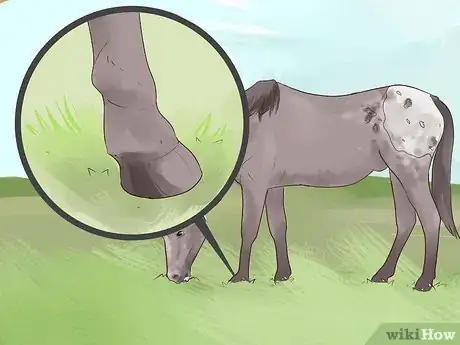 Image titled Identify an Appaloosa Horse Step 2