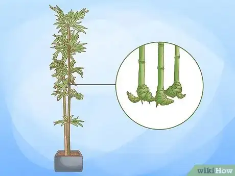 Image titled Plant a Clumping Bamboo Step 1