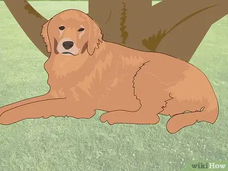 Image titled Prevent Heat Stroke in Dogs Step 9