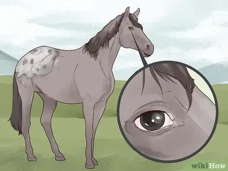 Image titled Identify an Appaloosa Horse Step 3