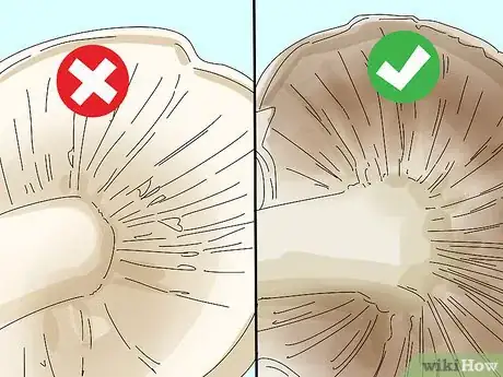 Image titled Identify Edible Mushrooms Step 1