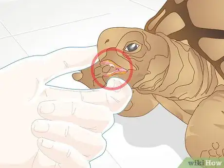 Image titled Diagnose Stomatitis in Tortoises Step 5