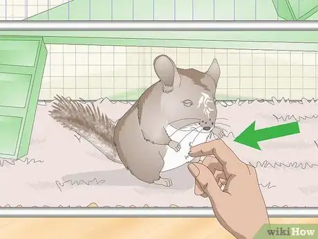 Image titled Deal with Bloat in Chinchillas Step 1