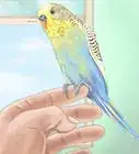 Choose a Good Budgie