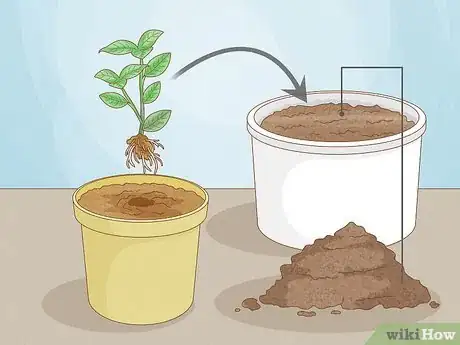 Image titled Revive a Plant Step 13