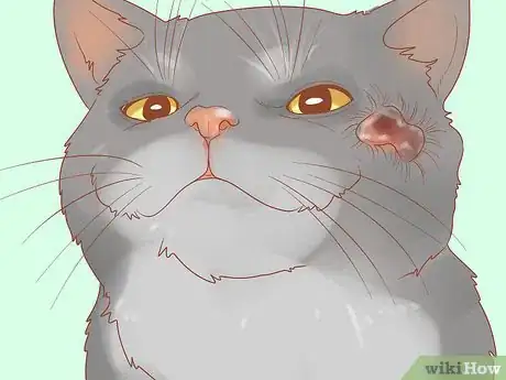 Image titled Recognize Skin Cancer in Cats Step 10