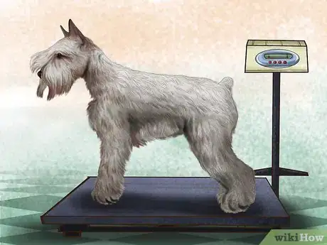 Image titled Treat Diabetes in Miniature Schnauzers Step 4