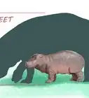 Deal With a Hippo Encounter