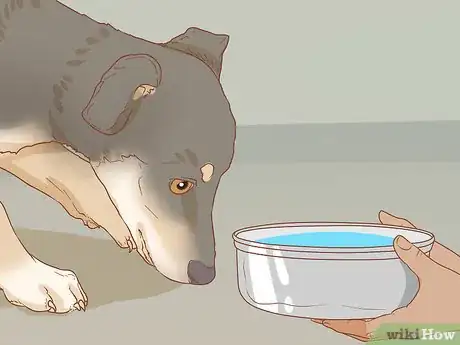 Image titled Help Your Dog Through a Stroke Step 3