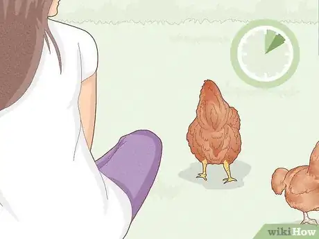 Image titled Earn Your Chicken's Trust Step 12