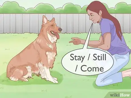 Image titled Socialize an Aggressive Dog Step 4