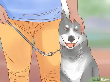 Image titled Care for a Husky Step 4