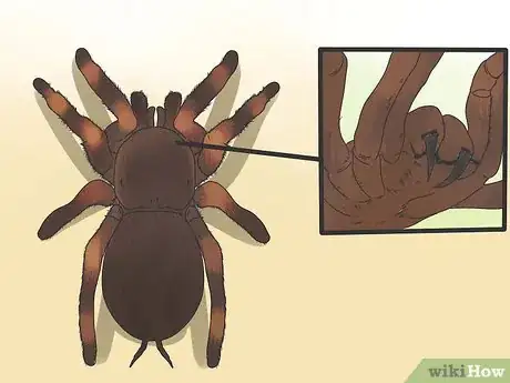 Image titled Identify a Tarantula Spider Step 6