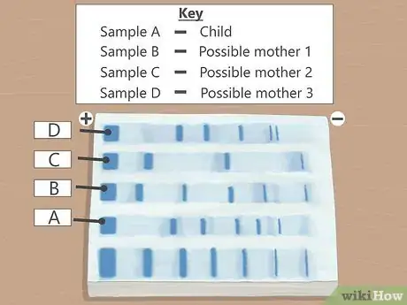 Image titled Read Gel Electrophoresis Bands Step 3