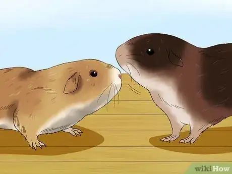 Image titled Introduce Two Guinea Pigs to Each Other Step 10