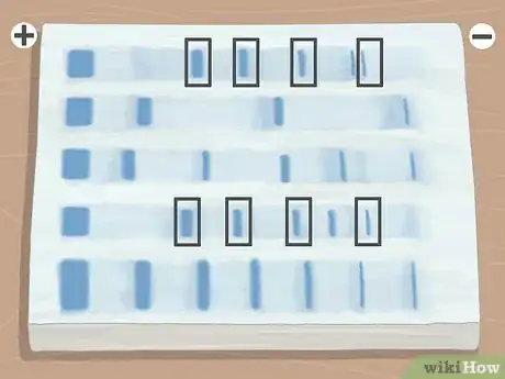 Image titled Read Gel Electrophoresis Bands Step 8