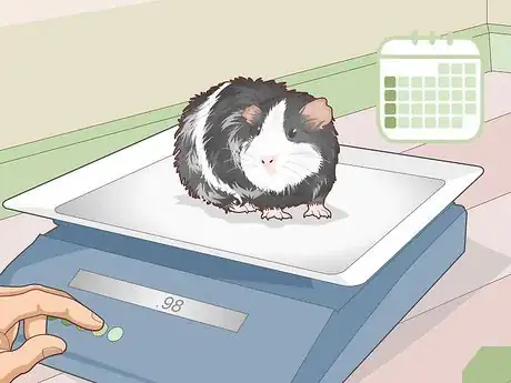 Image titled Properly Care for Your Guinea Pigs Step 24