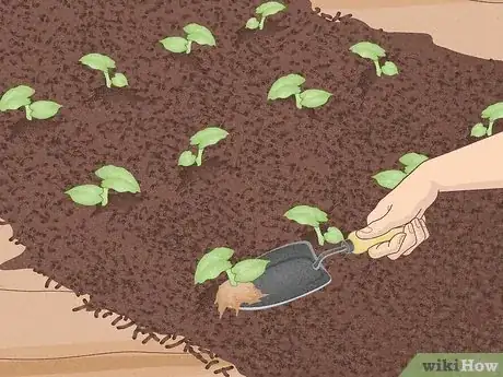 Image titled Replace Your Lawn with Groundcovers Step 10