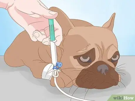 Image titled Get Rid of a Botfly in a Dog Step 5