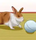 Stop a Rabbit from Sneezing