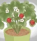 Plant Strawberries Indoors