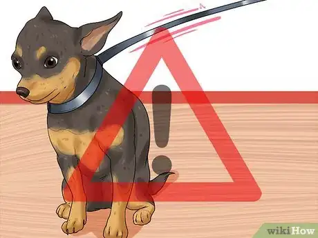 Image titled Diagnose a Collapsing Trachea in Chihuahuas Step 12