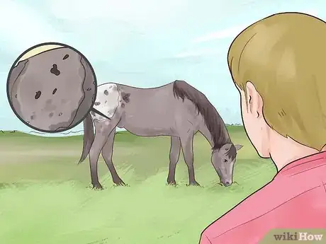 Image titled Identify an Appaloosa Horse Step 1