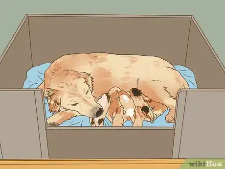 Image titled Encourage a Mother Dog to Feed Her Litter Step 1