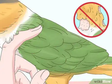 Image titled Choose a Caique Parrot Step 14