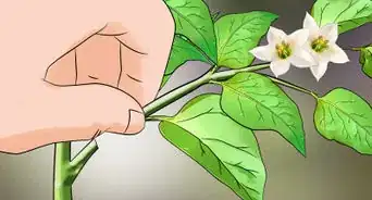 Grow Mini Peppers from Seed