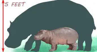 Deal With a Hippo Encounter