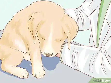 Image titled Take Care of Your Dog's Basic Needs Step 15