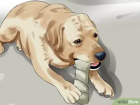 Image titled Make Your Labrador Retriever Happier Step 4