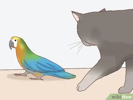 Image titled Keep a Bird and a Cat in the Same House Step 6