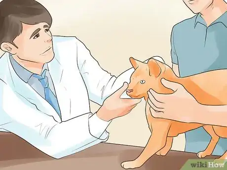 Image titled Know if Your Cat Is Dying Step 7