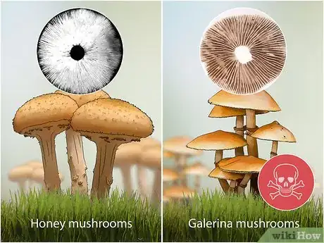 Image titled Identify Poisonous Mushrooms Step 12